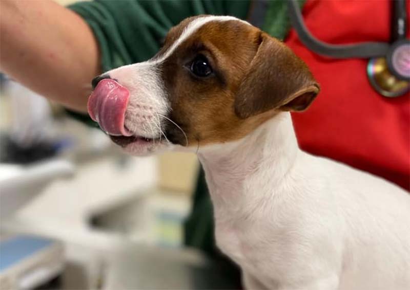 Carousel Slide 16: Dog Veterinary Care